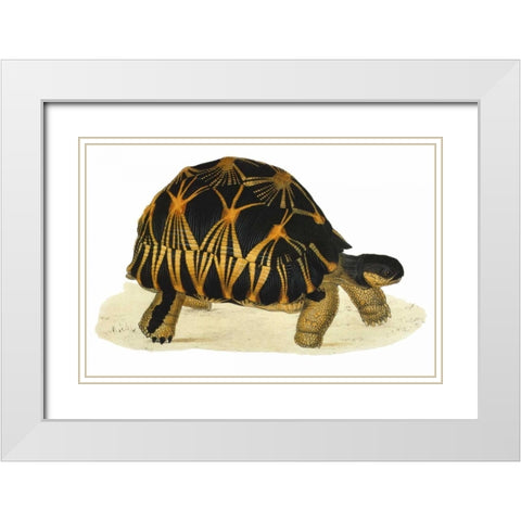 Tortoise, Radiata White Modern Wood Framed Art Print with Double Matting by Sowerby, James