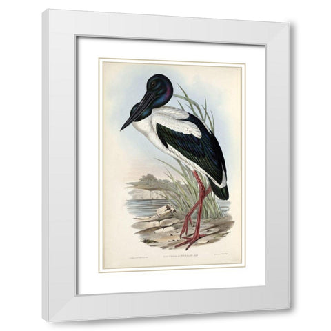 Australian Stork White Modern Wood Framed Art Print with Double Matting by Gould, John