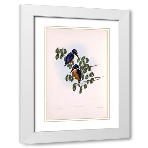 Azure Kingfisher White Modern Wood Framed Art Print with Double Matting by Gould, John