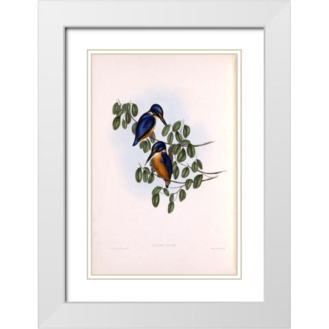 Azure Kingfisher White Modern Wood Framed Art Print with Double Matting by Gould, John