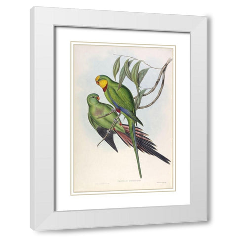 Barrabands Parakeet White Modern Wood Framed Art Print with Double Matting by Gould, John