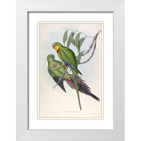 Barrabands Parakeet White Modern Wood Framed Art Print with Double Matting by Gould, John