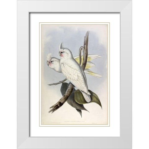 Blood stained Cockatoo White Modern Wood Framed Art Print with Double Matting by Gould, John