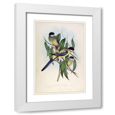 Browns Parakeet White Modern Wood Framed Art Print with Double Matting by Gould, John