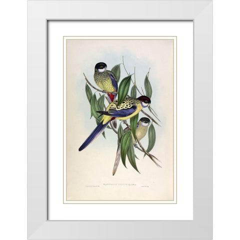 Browns Parakeet White Modern Wood Framed Art Print with Double Matting by Gould, John