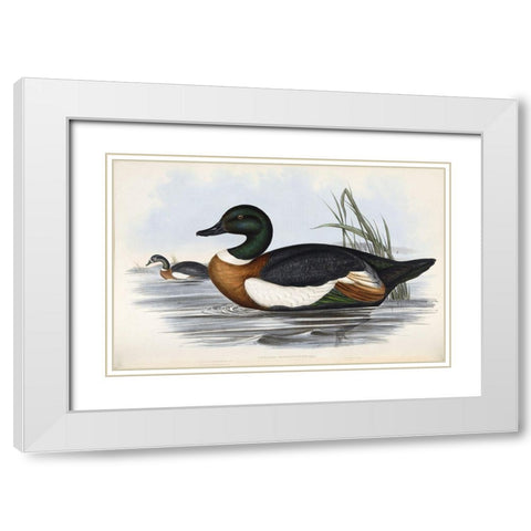Chestnut Coloured Shieldrake White Modern Wood Framed Art Print with Double Matting by Gould, John