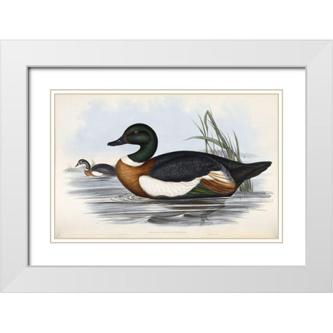 Chestnut Coloured Shieldrake White Modern Wood Framed Art Print with Double Matting by Gould, John