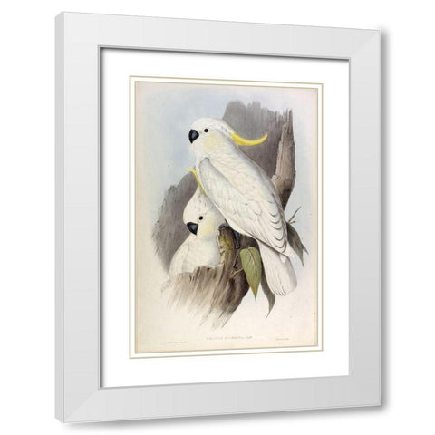 Crested Cockatoo White Modern Wood Framed Art Print with Double Matting by Gould, John