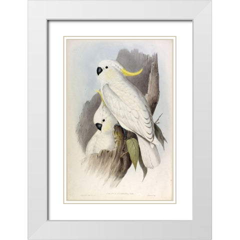 Crested Cockatoo White Modern Wood Framed Art Print with Double Matting by Gould, John