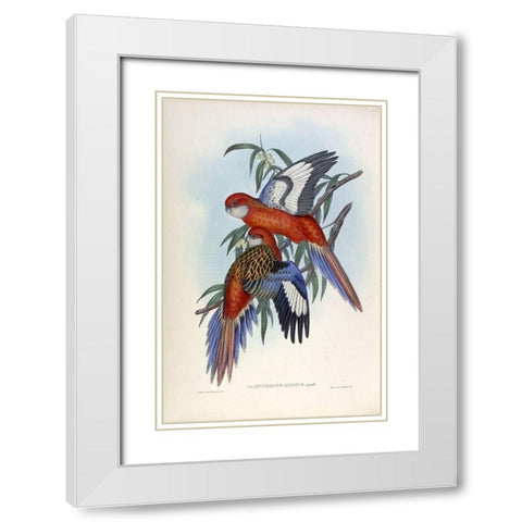 Fiery Parakeet White Modern Wood Framed Art Print with Double Matting by Gould, John