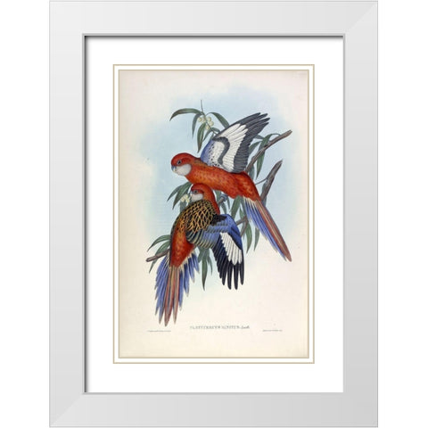 Fiery Parakeet White Modern Wood Framed Art Print with Double Matting by Gould, John