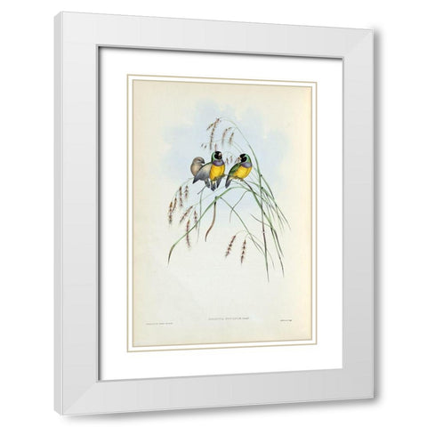 Gouldian Finch White Modern Wood Framed Art Print with Double Matting by Gould, John
