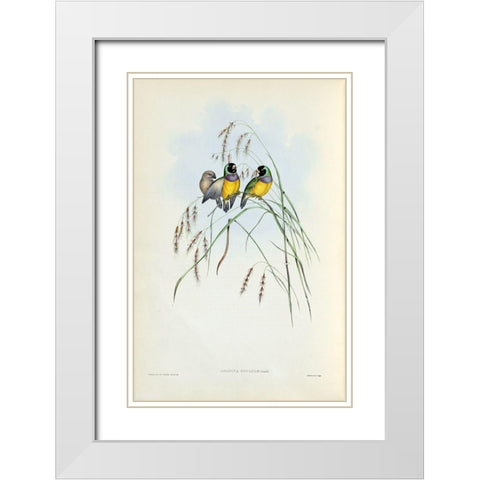 Gouldian Finch White Modern Wood Framed Art Print with Double Matting by Gould, John