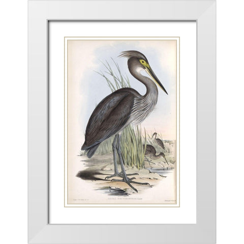 Grey Billed Heron White Modern Wood Framed Art Print with Double Matting by Gould, John