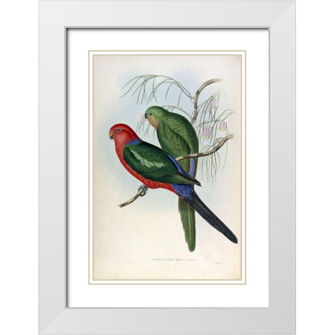 King Lory White Modern Wood Framed Art Print with Double Matting by Gould, John