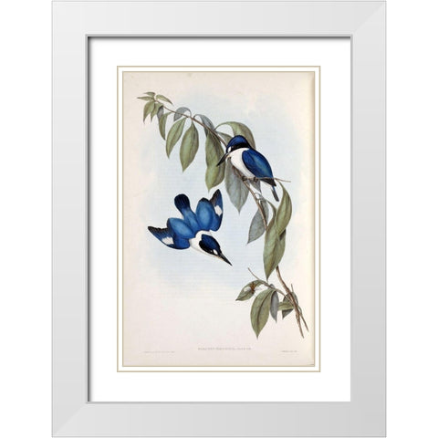 MacLeays Halcyon, Kingfisher White Modern Wood Framed Art Print with Double Matting by Gould, John