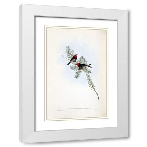 Red Headed Honey Eater White Modern Wood Framed Art Print with Double Matting by Gould, John