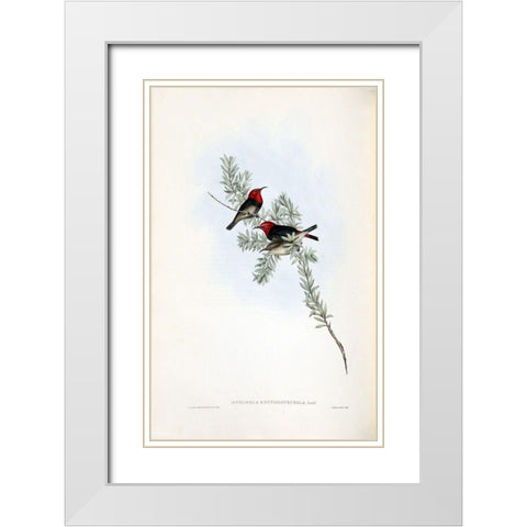Red Headed Honey Eater White Modern Wood Framed Art Print with Double Matting by Gould, John