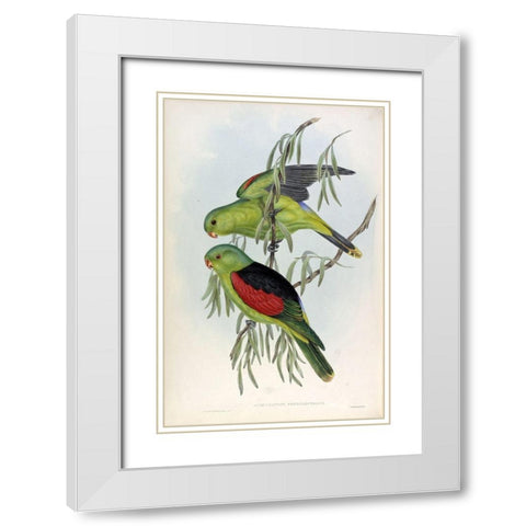 Red Winged Lory White Modern Wood Framed Art Print with Double Matting by Gould, John