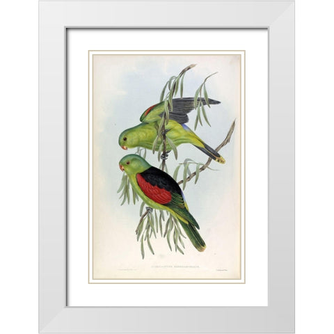 Red Winged Lory White Modern Wood Framed Art Print with Double Matting by Gould, John