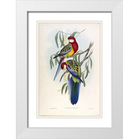 Rose Hil Parakeet White Modern Wood Framed Art Print with Double Matting by Gould, John