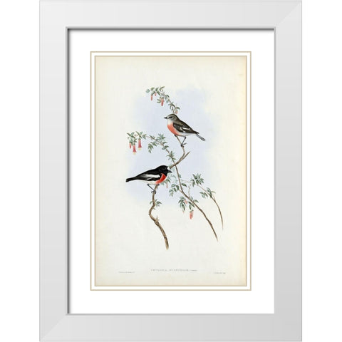 Scarlet Breasted Robin  White Modern Wood Framed Art Print with Double Matting by Gould, John