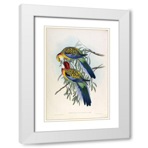 Splendid Parakeet White Modern Wood Framed Art Print with Double Matting by Gould, John