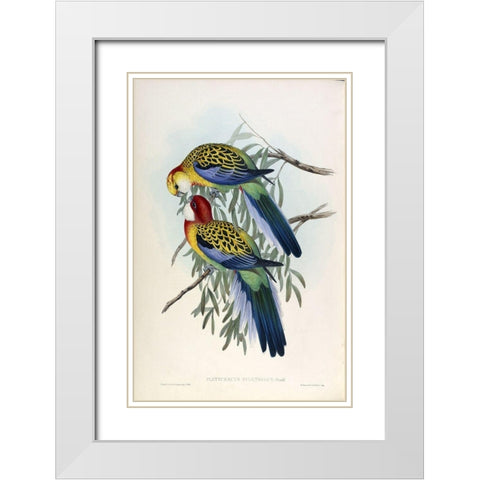 Splendid Parakeet White Modern Wood Framed Art Print with Double Matting by Gould, John