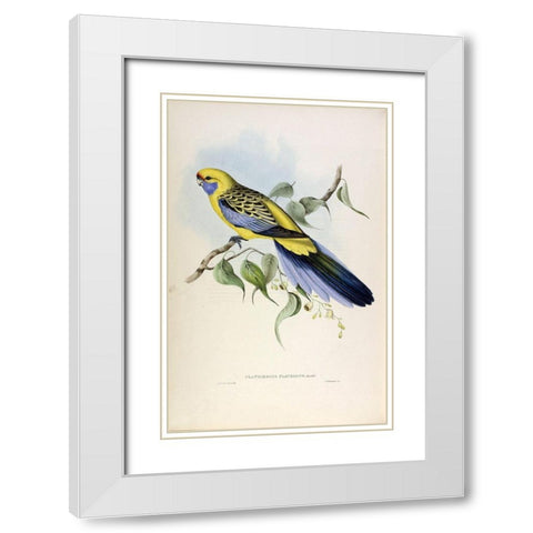 Yellow Rumped Parakeet White Modern Wood Framed Art Print with Double Matting by Gould, John