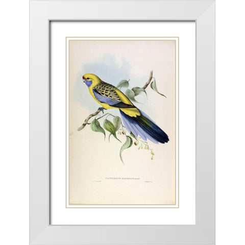 Yellow Rumped Parakeet White Modern Wood Framed Art Print with Double Matting by Gould, John