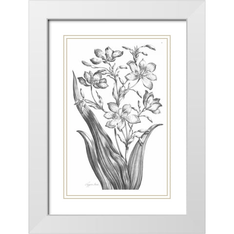 Tiger Ixia White Modern Wood Framed Art Print with Double Matting by Hill, John