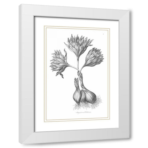 Sanguineous Colchicum White Modern Wood Framed Art Print with Double Matting by Hill, John