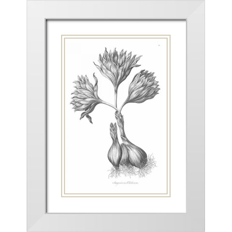 Sanguineous Colchicum White Modern Wood Framed Art Print with Double Matting by Hill, John