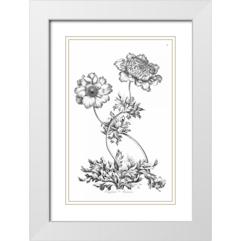 Complete Anemony White Modern Wood Framed Art Print with Double Matting by Hill, John