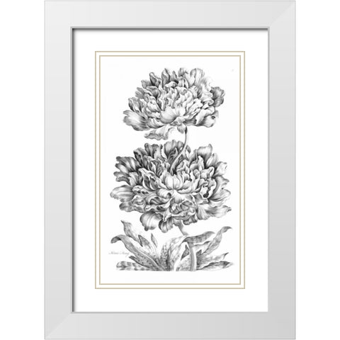 Heroic Peony White Modern Wood Framed Art Print with Double Matting by Hill, John