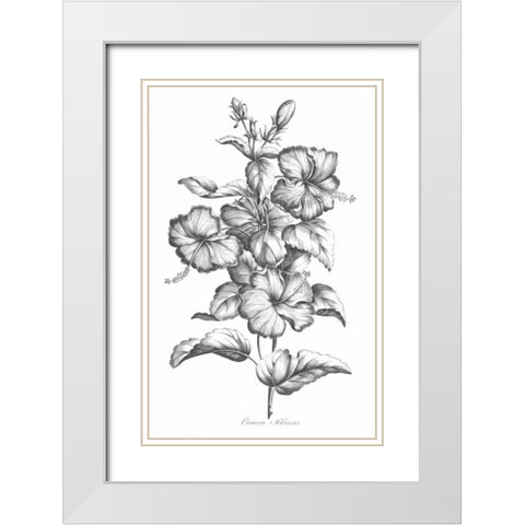 Crimson Hibiscus White Modern Wood Framed Art Print with Double Matting by Hill, John