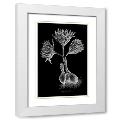 Sanguineous Colchicum White Modern Wood Framed Art Print with Double Matting by Hill, John