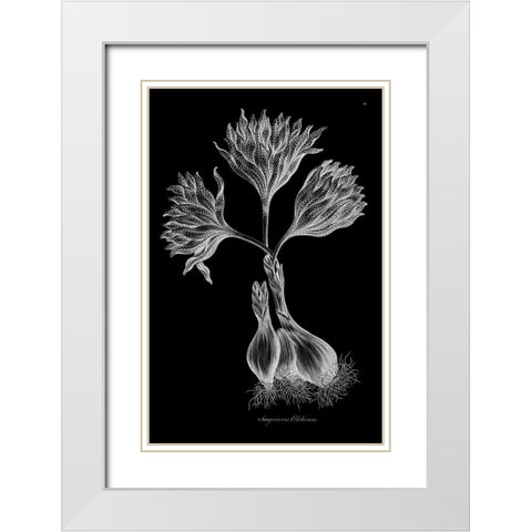 Sanguineous Colchicum White Modern Wood Framed Art Print with Double Matting by Hill, John