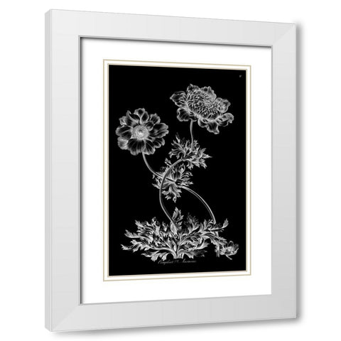 Complete Anemone White Modern Wood Framed Art Print with Double Matting by Hill, John