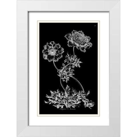 Complete Anemone White Modern Wood Framed Art Print with Double Matting by Hill, John