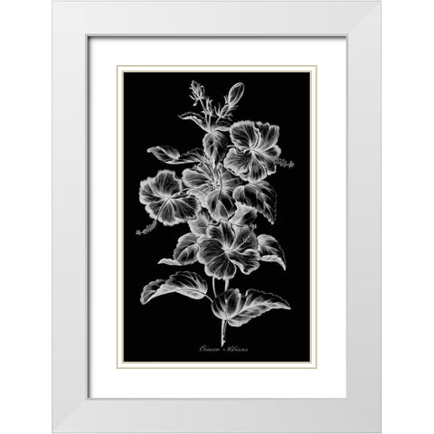 Crimson Hibiscus White Modern Wood Framed Art Print with Double Matting by Hill, John