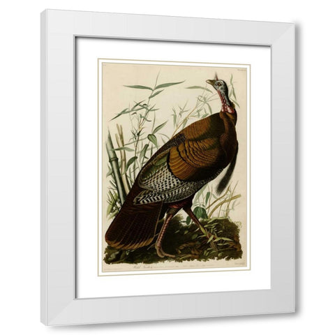 Willd Turkey White Modern Wood Framed Art Print with Double Matting by Audubon, John James