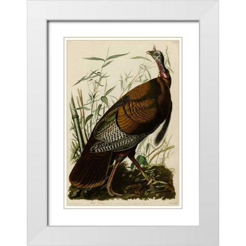 Willd Turkey White Modern Wood Framed Art Print with Double Matting by Audubon, John James