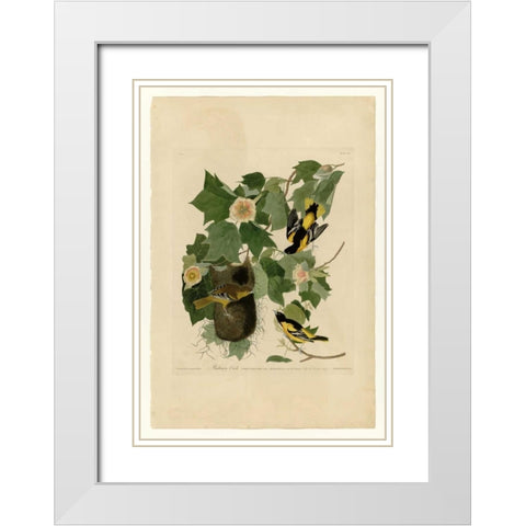 Baltimore Oriole White Modern Wood Framed Art Print with Double Matting by Audubon, John James
