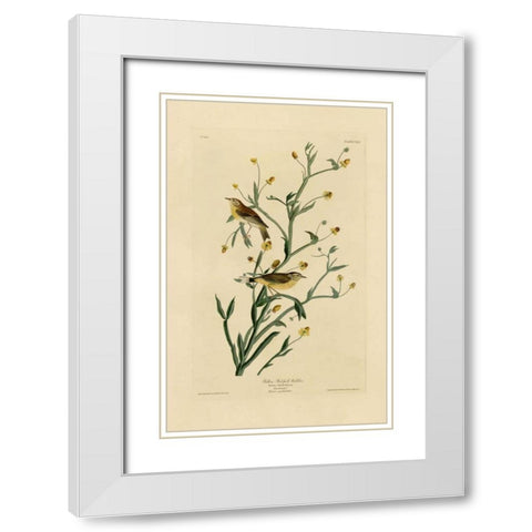 Yellow Red-Poll Warbler White Modern Wood Framed Art Print with Double Matting by Audubon, John James