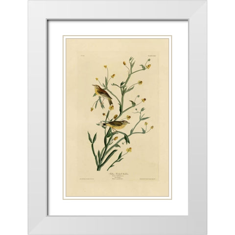Yellow Red-Poll Warbler White Modern Wood Framed Art Print with Double Matting by Audubon, John James