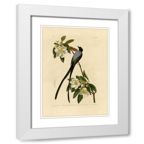 Fork-Tailed Flycatcher White Modern Wood Framed Art Print with Double Matting by Audubon, John James