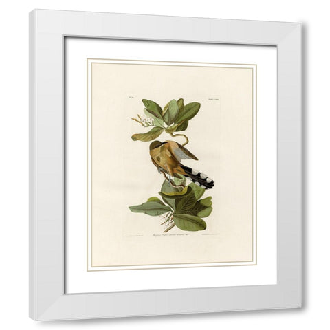 Mangrove Cuckoo White Modern Wood Framed Art Print with Double Matting by Audubon, John James