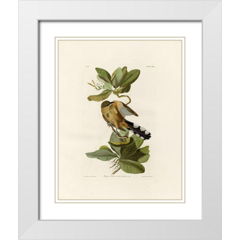 Mangrove Cuckoo White Modern Wood Framed Art Print with Double Matting by Audubon, John James