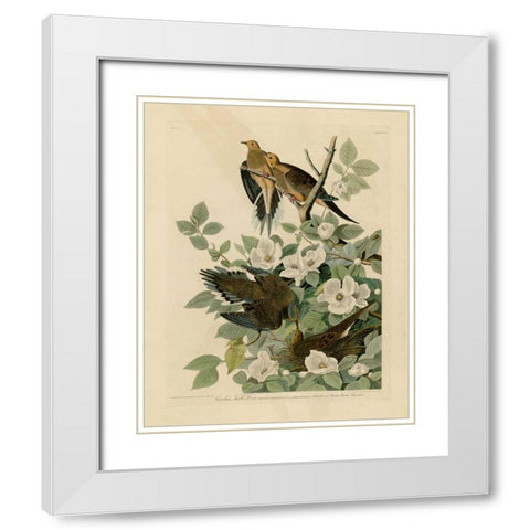 Carolina Turtle Dove White Modern Wood Framed Art Print with Double Matting by Audubon, John James